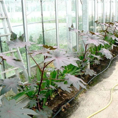 Ricinus communis 'New Zealand Purple'
