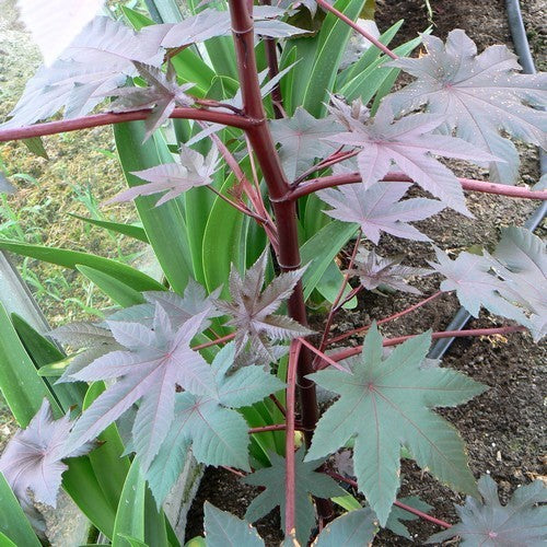 Ricinus communis 'New Zealand Purple'