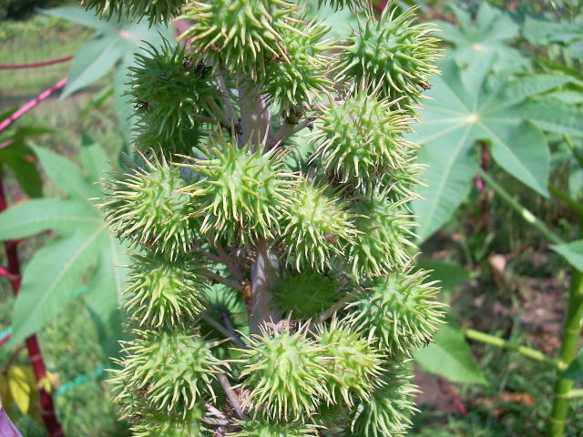Ricinus communis 'Zanzibariensis'