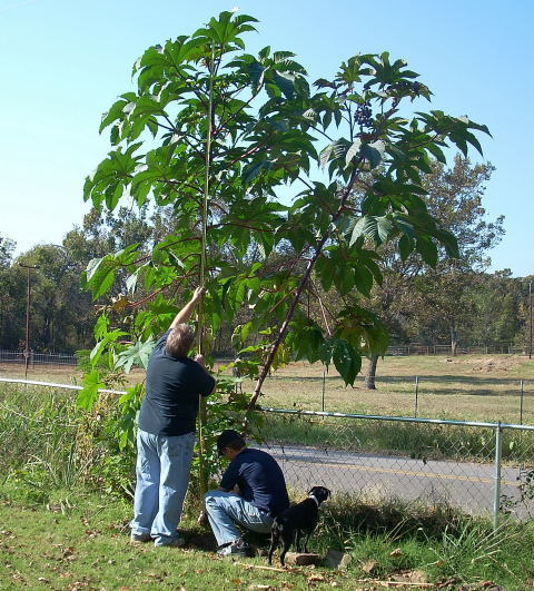Ricinus communis 'Zanzibariensis'