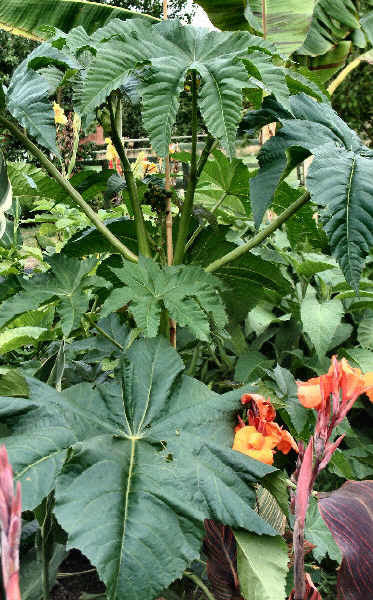 Ricinus communis 'Zanzibariensis'