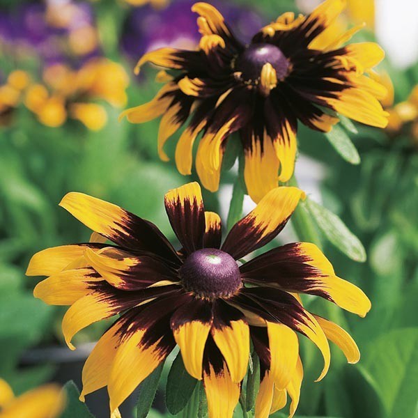 Rudbeckia hirta 'Aries'