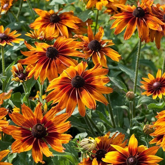 Rudbeckia hirta 'Cappuccino' / 'Orange Fudge'