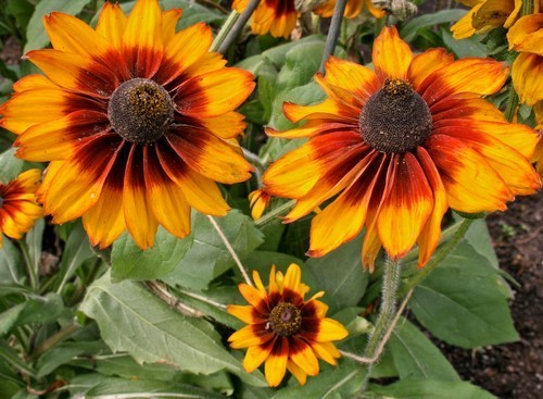 Rudbeckia hirta 'Cappuccino' / 'Orange Fudge'