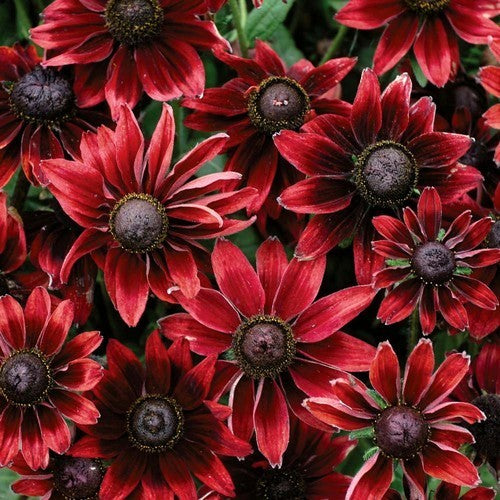 Rudbeckia hirta 'Cherry Brandy'