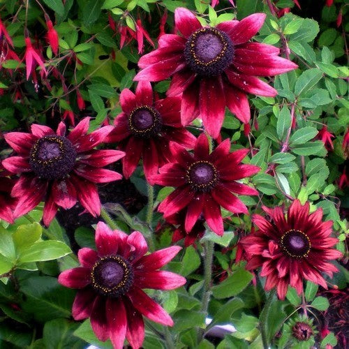 Rudbeckia hirta 'Cherry Brandy'