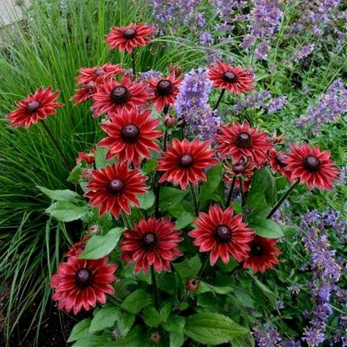 Rudbeckia hirta 'Cherry Brandy'