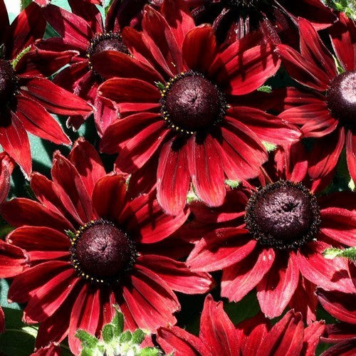 Rudbeckia hirta 'Cherry Brandy'