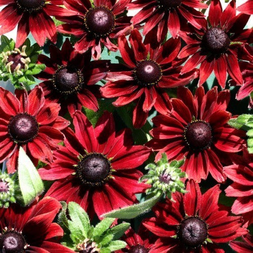 Rudbeckia hirta 'Cherry Brandy'