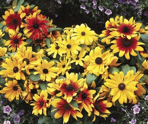 Rudbeckia hirta 'Dwarf Becky Mixed'