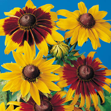 Rudbeckia hirta 'Gloriosa Daisy' / 'Musical Prelude'