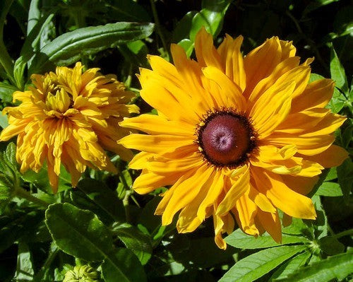 Rudbeckia hirta 'Goldilocks'