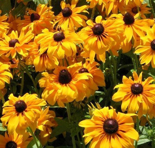 Rudbeckia hirta 'Goldilocks'