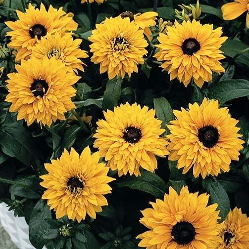 Rudbeckia hirta 'Goldilocks'