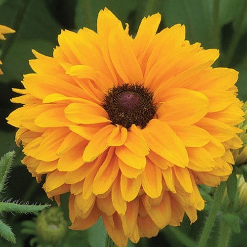 Rudbeckia hirta 'Goldilocks'