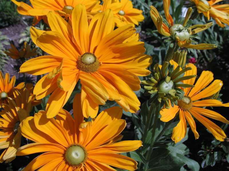 Rudbeckia hirta 'Irish Spring'