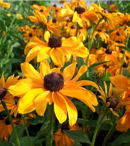 Rudbeckia hirta 'Marmalade'