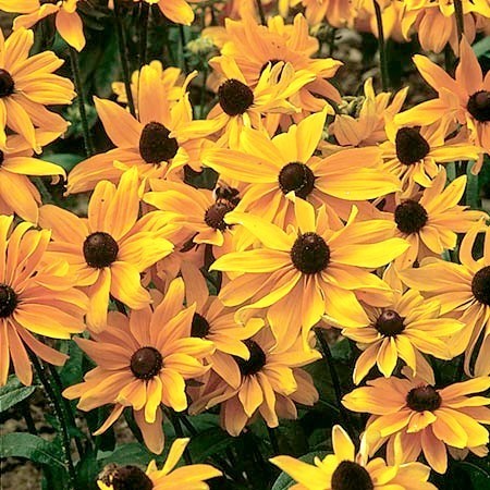 Rudbeckia hirta 'Marmalade'