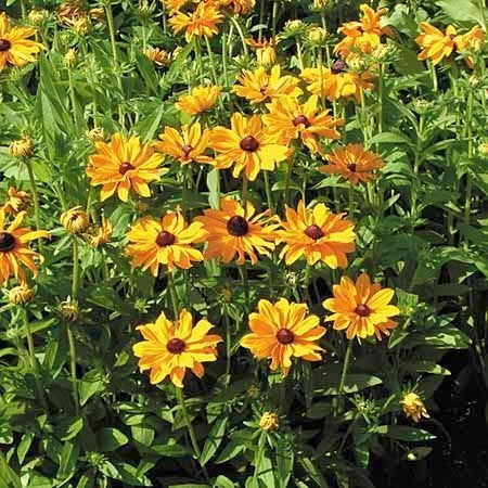 Rudbeckia hirta 'Marmalade'