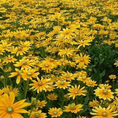 Rudbeckia hirta 'Prairie Sun' / 'Irish Eyes'