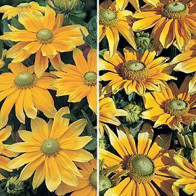 Rudbeckia hirta 'Prairie Sun' / 'Irish Eyes'