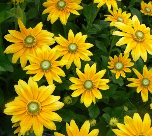 Rudbeckia hirta 'Prairie Sun' / 'Irish Eyes'