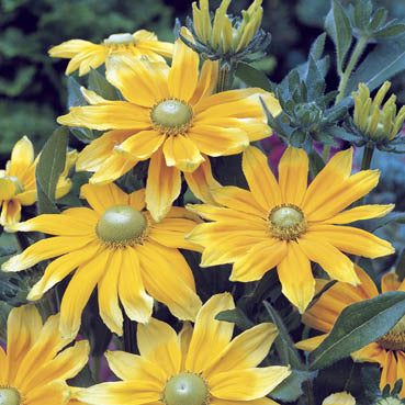 Rudbeckia hirta 'Prairie Sun' / 'Irish Eyes'