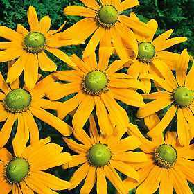 Rudbeckia hirta 'Prairie Sun' / 'Irish Eyes'