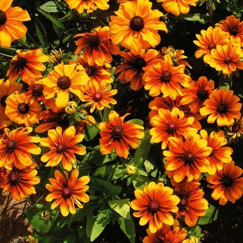 Rudbeckia hirta 'Rustic Dwarfs'