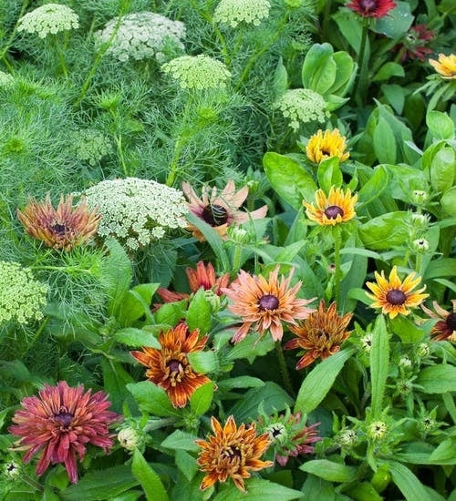 Rudbeckia hirta 'Sahara'