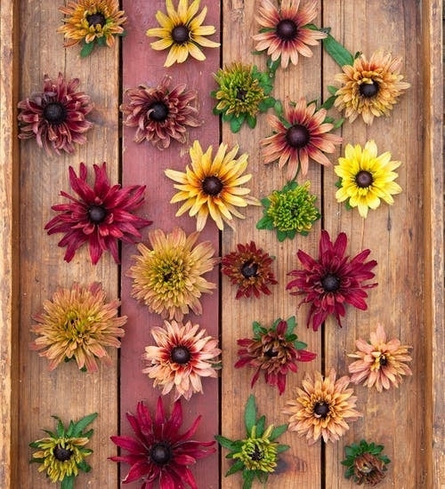 Rudbeckia hirta 'Sahara'