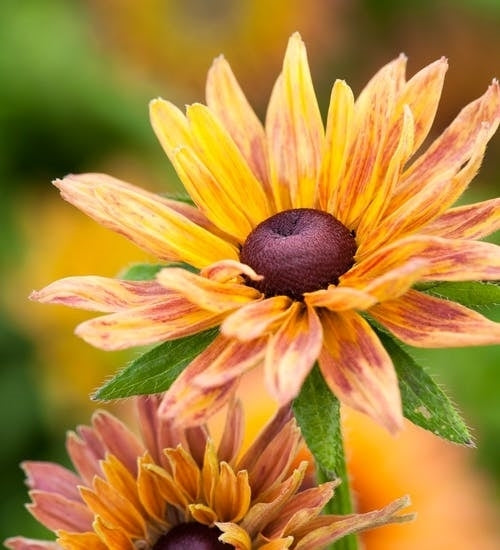 Rudbeckia hirta 'Sahara'