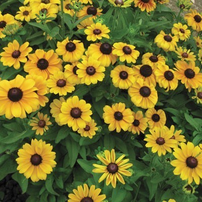Rudbeckia hirta 'Toto Dwarf' / 'Toto Gold'