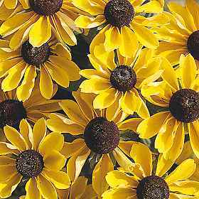 Rudbeckia hirta 'Toto Dwarf' / 'Toto Gold'
