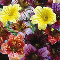 Salpiglossis sinuata 'Bolero Mixed' / 'Superbissima Mixed'