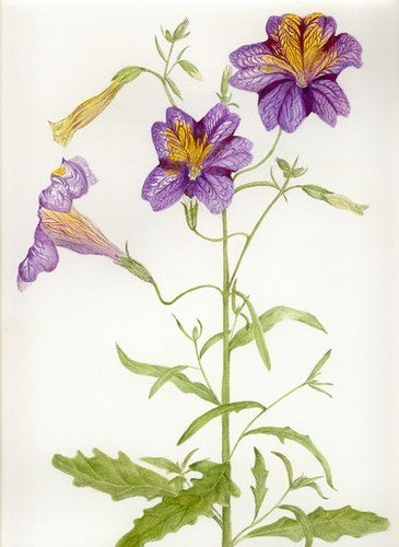 Salpiglossis sinuata 'Bolero Mixed' / 'Superbissima Mixed'