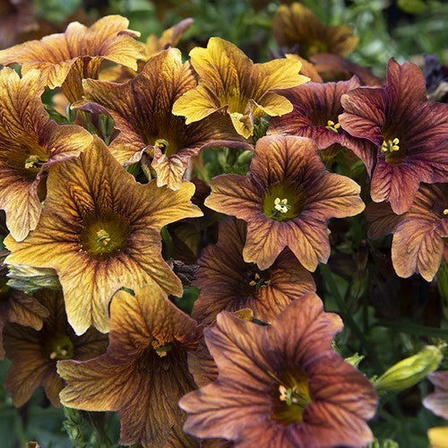Salpiglossis sinuata 'Café Au Lait'