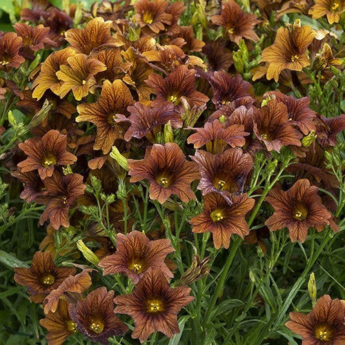 Salpiglossis sinuata 'Café Au Lait'