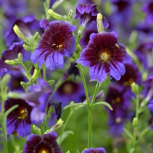 Salpiglossis sinuata 'Kew Blue'