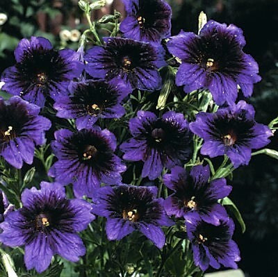 Salpiglossis sinuata 'Kew Blue'