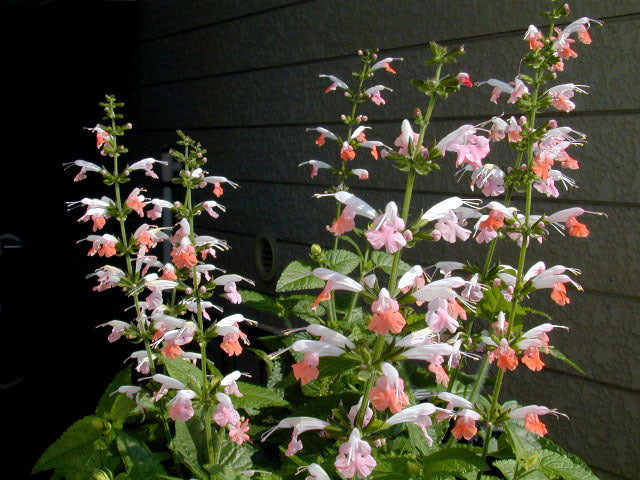 Salvia coccinea 'Jewel Pink' / 'Brendhurst Pink'