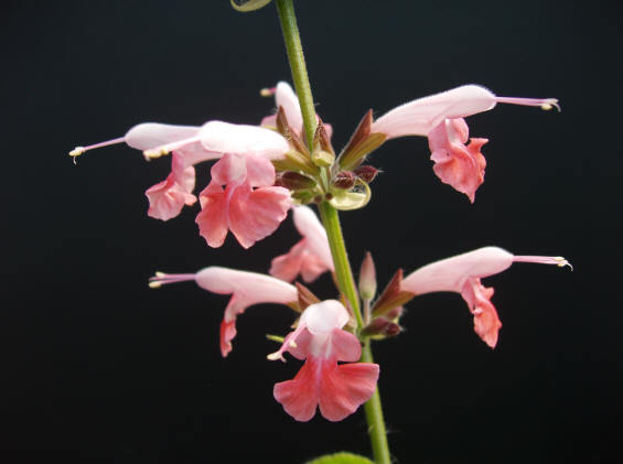 Salvia coccinea 'Jewel Pink' / 'Brendhurst Pink'