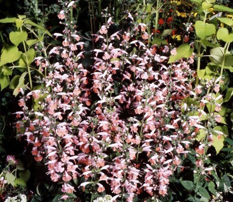 Salvia coccinea 'Jewel Pink' / 'Brendhurst Pink'