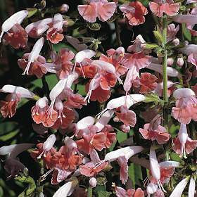Salvia coccinea 'Jewel Pink' / 'Brendhurst Pink'
