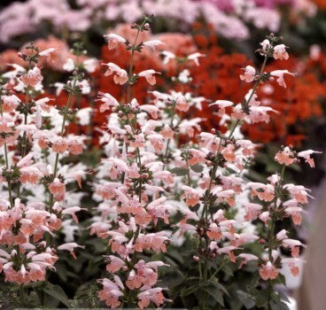 Salvia coccinea 'Jewel Pink' / 'Brendhurst Pink'