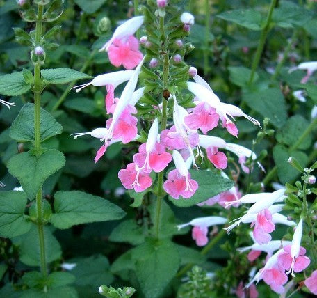 Salvia coccinea 'Jewel Pink' / 'Brendhurst Pink'