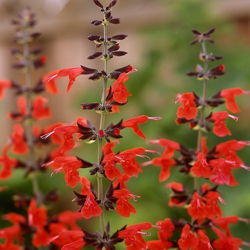 Salvia coccinea 'Lady in Red' / 'Summer Jewel Red' / 'Scarle'