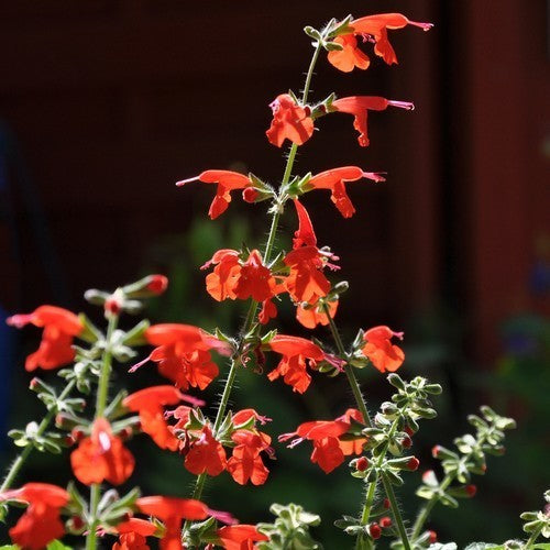Salvia coccinea 'Lady in Red' / 'Summer Jewel Red' / 'Scarle'