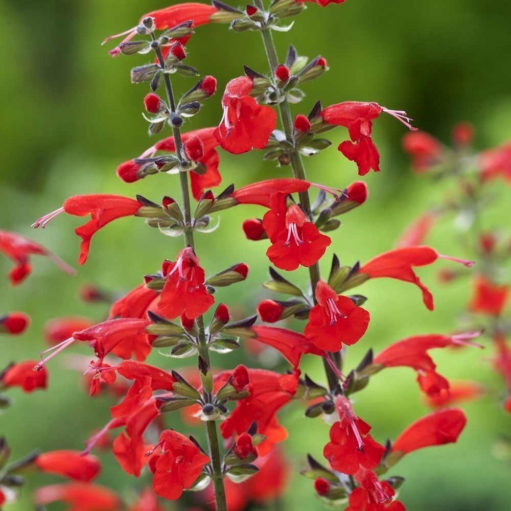 Salvia coccinea 'Lady in Red' / 'Summer Jewel Red' / 'Scarle'