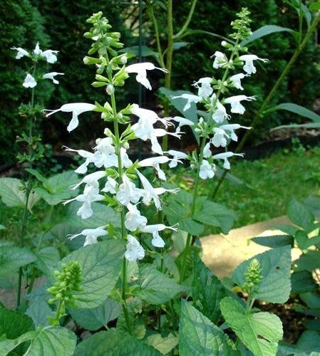 Salvia coccinea 'Snow Nymph' / 'Jewel White'